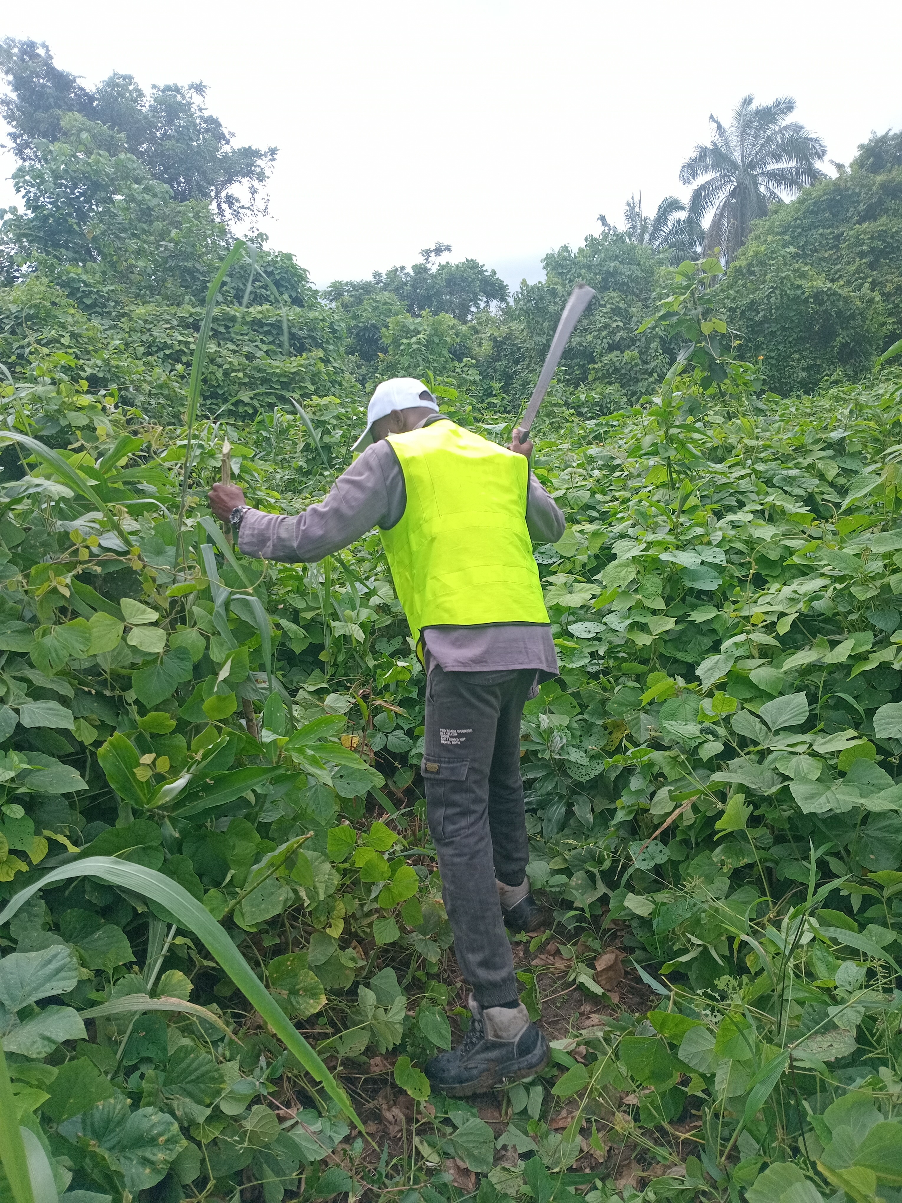 Ifymotivational Charity Foundation Inspects 40 Plots for Agricultural Project in Amaelu Abam